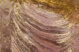 Polished Stromatolite (Inzeria) From Russia - Million Years #362947-1